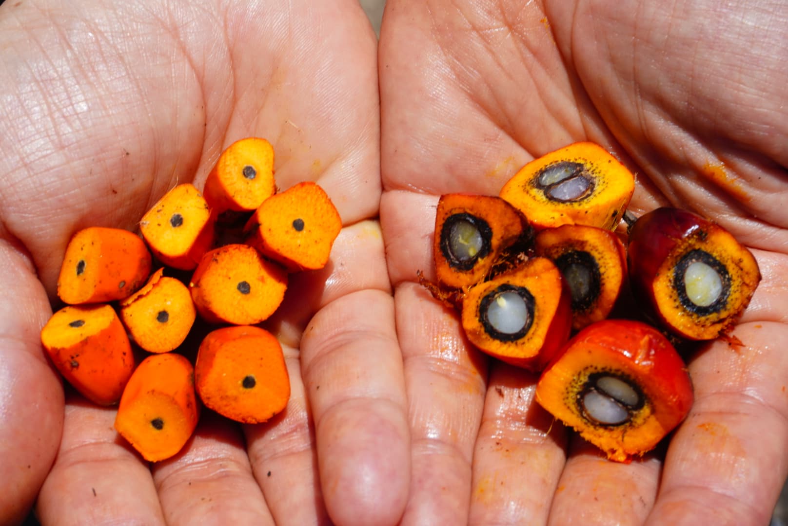 Manos sosteniendo frutos de palma cortados, mostrando la pulpa y la semilla