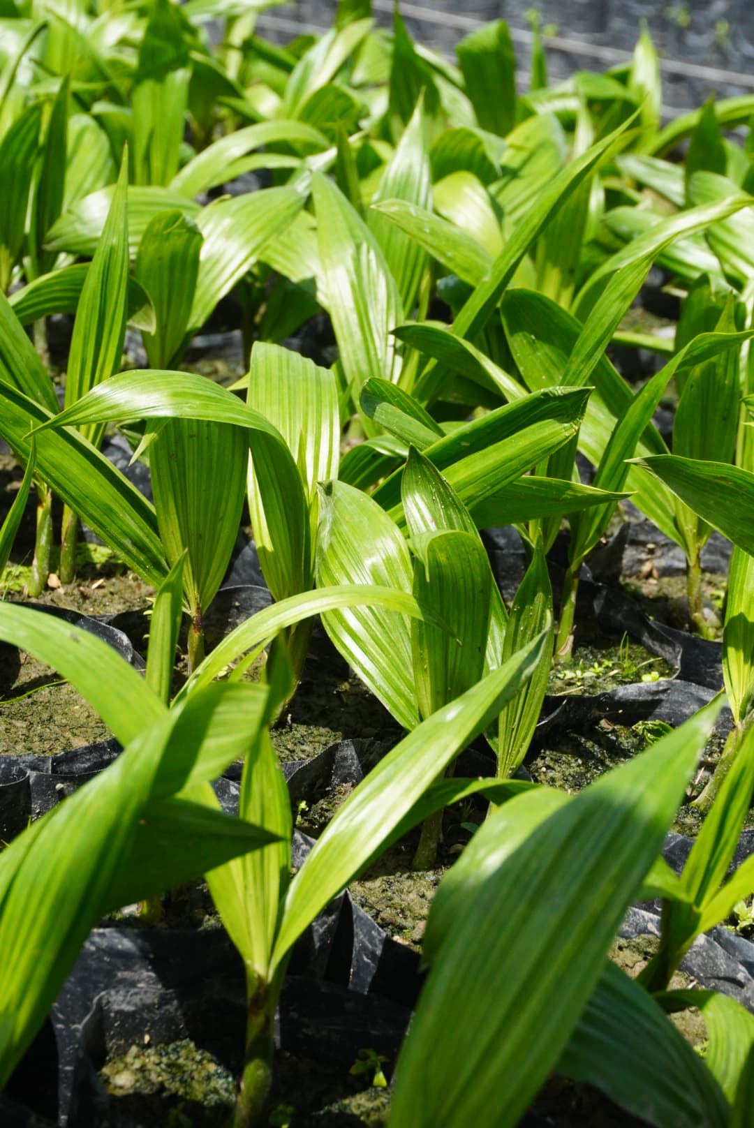 Plántulas de palma de aceite creciendo en un vivero